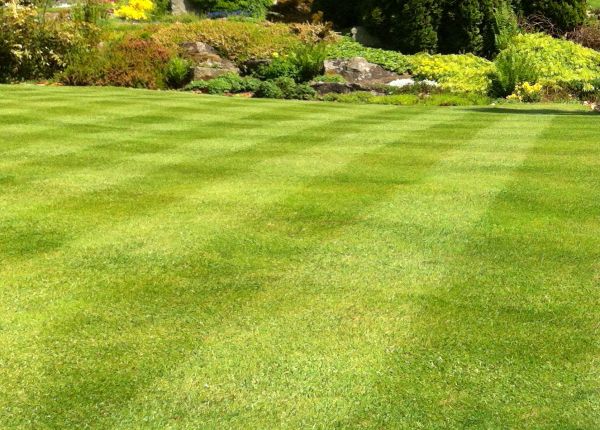 Commercial Grass Cutting in Newnan