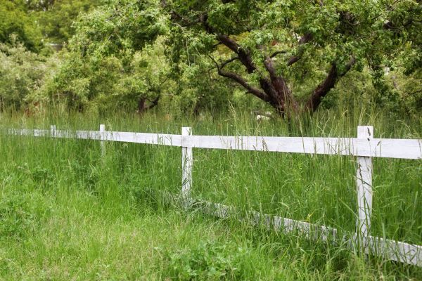 Fence Line Trimming in Newnan