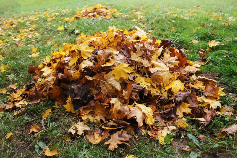 Autumn Lawn Tips